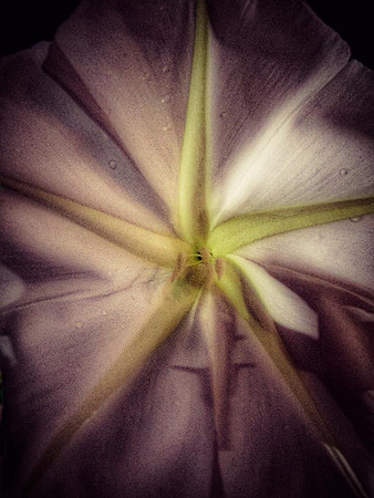 MoonFlower
